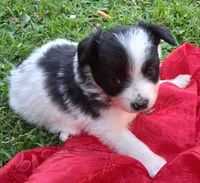 Tux, a male Chihuahua and Toy Australian Shepherd for sale in Smithfield, VA – 2 of 10