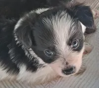Tux, a male Chihuahua and Toy Australian Shepherd for sale in Smithfield, VA – 4 of 10