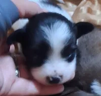 Tux, a male Chihuahua and Toy Australian Shepherd for sale in Smithfield, VA – Photo 3 of 5
