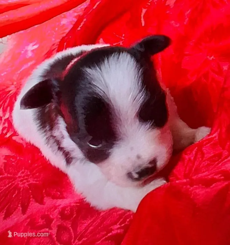 Tux – Chihuahua, Toy Australian Shepherd puppy for sale in Smithfield, VA