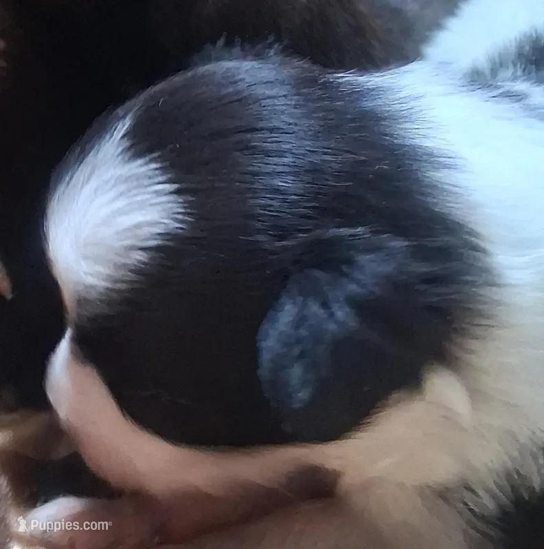 Tux – Chihuahua, Toy Australian Shepherd puppy for sale in Smithfield, VA