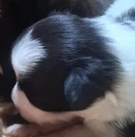 Tux, a male Chihuahua and Toy Australian Shepherd for sale in Smithfield, VA – Photo 1 of 5