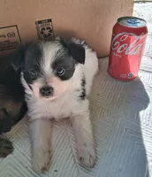 Tux, a male Chihuahua and Toy Australian Shepherd for sale in Smithfield, VA – 3 of 10