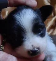 Tux, a male Chihuahua and Toy Australian Shepherd for sale in Smithfield, VA – Photo 5 of 5