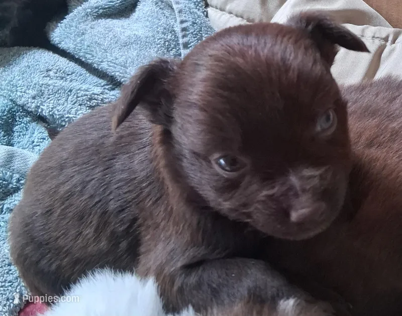 Hershey – Chihuahua, Toy Australian Shepherd puppy for sale in Smithfield, VA