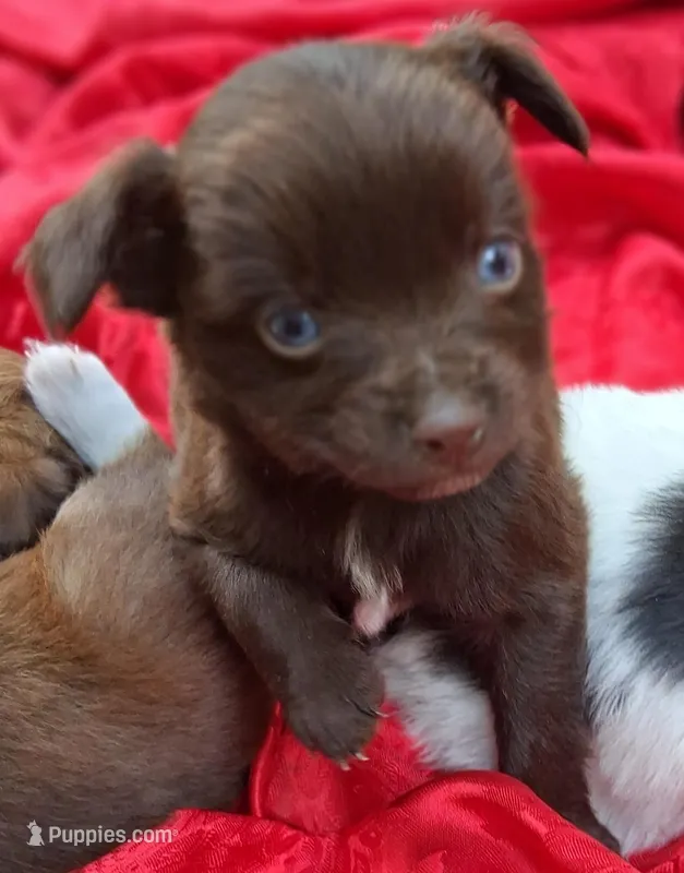 Hershey – Chihuahua, Toy Australian Shepherd puppy for sale in Smithfield, VA
