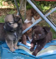 Hershey, a male Chihuahua and Toy Australian Shepherd for sale in Smithfield, VA – 2 of 10