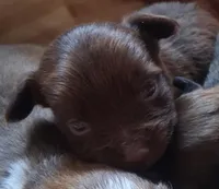 Hershey, a male Chihuahua and Toy Australian Shepherd for sale in Smithfield, VA – Photo 1 of 2