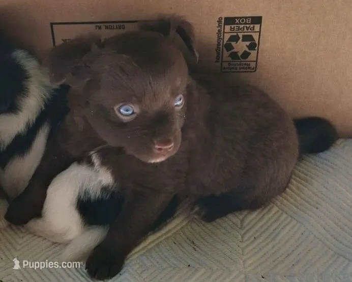 Hershey – Chihuahua, Toy Australian Shepherd puppy for sale in Smithfield, VA