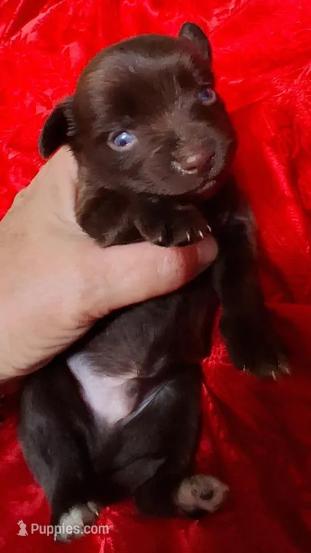 Hershey – Chihuahua, Toy Australian Shepherd puppy for sale in Smithfield, VA