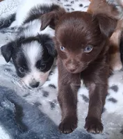Hershey, a male Chihuahua and Toy Australian Shepherd for sale in Smithfield, VA – 4 of 10