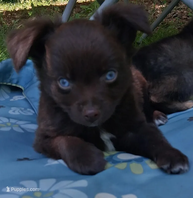 Hershey – Chihuahua, Toy Australian Shepherd puppy for sale in Smithfield, VA