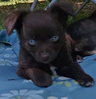 Hershey, a male Chihuahua and Toy Australian Shepherd for sale in Smithfield, VA – 1 of 10