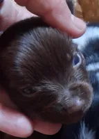 Hershey, a male Chihuahua and Toy Australian Shepherd for sale in Smithfield, VA – Photo 2 of 2