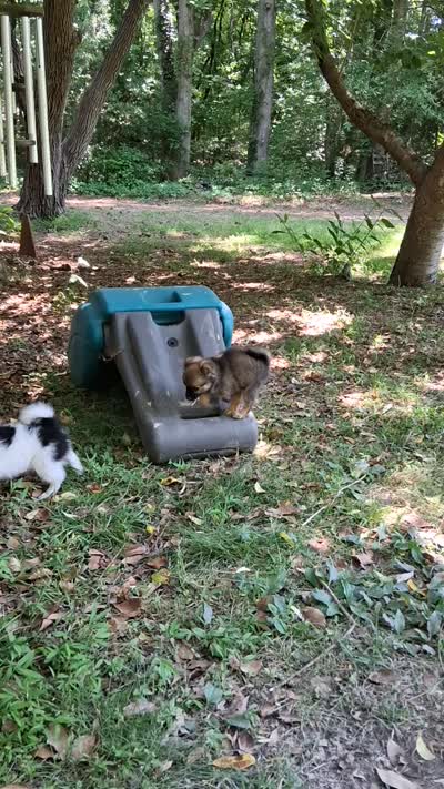 Bindy, a female Chihuahua and Toy Australian Shepherd for sale in Smithfield, VA – 10 of 10