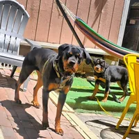Yellow , a female Rottweiler for sale in Rockville, MD – 2 of 8