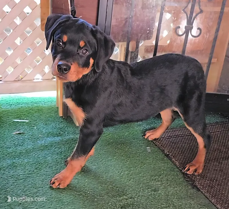 Yellow  – Rottweiler puppy for sale in Rockville, MD