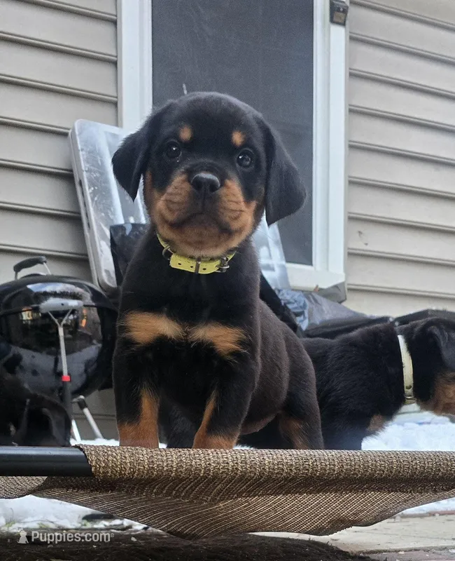 Yellow – Rottweiler puppy for sale in Rockville, MD