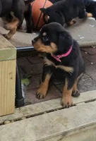 Pink, a female Rottweiler for sale in Rockville, MD – Photo 3 of 3