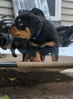 Blue, a male Rottweiler for sale in Rockville, MD – Photo 2 of 3