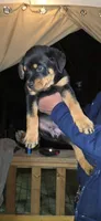 Yellow, a female Rottweiler for sale in Rockville, MD – Photo 2 of 2