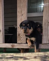 Pink, a female Rottweiler for sale in Rockville, MD – Photo 2 of 3