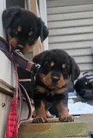 Black, a male Rottweiler for sale in Rockville, MD – Photo 3 of 3
