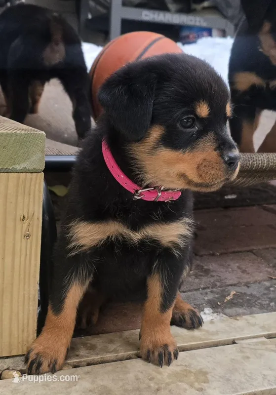 Pink – Rottweiler puppy for sale in Rockville, MD