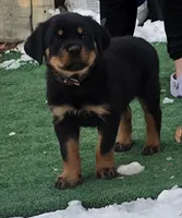 Black, a male Rottweiler for sale in Rockville, MD – Photo 1 of 3