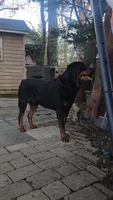 Yellow , a female Rottweiler for sale in Rockville, MD – 6 of 8