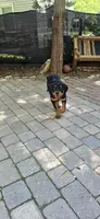 Yellow , a female Rottweiler for sale in Rockville, MD – 8 of 8