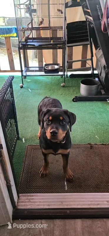 Yellow – Rottweiler puppy for sale in Rockville, MD