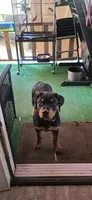 Yellow , a female Rottweiler for sale in Rockville, MD – 4 of 8