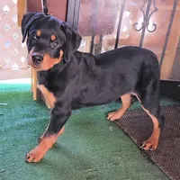 Yellow , a female Rottweiler for sale in Rockville, MD – 5 of 8