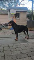 Yellow , a female Rottweiler for sale in Rockville, MD – 7 of 8