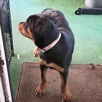 Yellow , a female Rottweiler for sale in Rockville, MD – 3 of 8