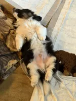 Blackie , a male Pembroke Welsh Corgi for sale in Burnet, TX – 2 of 8
