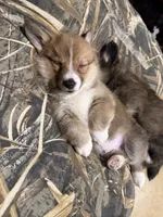 Wild, a male Pembroke Welsh Corgi for sale in Burnet, TX – 8 of 9
