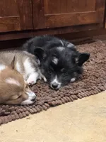 Blackie , a male Pembroke Welsh Corgi for sale in Burnet, TX – 7 of 8