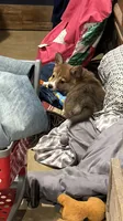 Wild, a male Pembroke Welsh Corgi for sale in Burnet, TX – 3 of 8