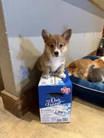 Wild, a male Pembroke Welsh Corgi for sale in Burnet, TX – 8 of 8
