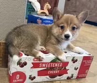 Wild, a male Pembroke Welsh Corgi for sale in Burnet, TX – 6 of 9