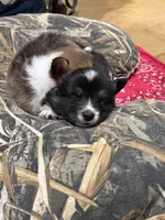 Blackie , a male Pembroke Welsh Corgi for sale in Burnet, TX – 5 of 8