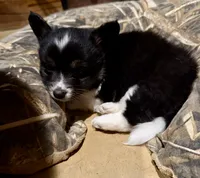 Blackie , a male Pembroke Welsh Corgi for sale in Burnet, TX – 4 of 8