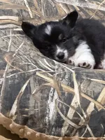 Blackie , a male Pembroke Welsh Corgi for sale in Burnet, TX – 8 of 8
