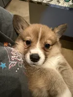 Wild, a male Pembroke Welsh Corgi for sale in Burnet, TX – 6 of 8