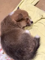 Wild, a male Pembroke Welsh Corgi for sale in Burnet, TX – 4 of 9