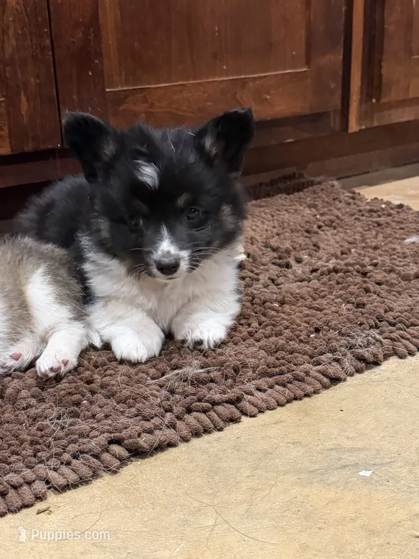 Blackie  – Pembroke Welsh Corgi puppy for sale in Burnet, TX