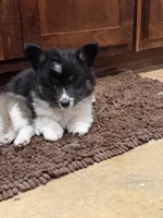 Blackie , a male Pembroke Welsh Corgi for sale in Burnet, TX – 1 of 8