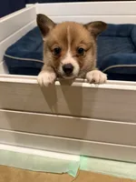 Wild, a male Pembroke Welsh Corgi for sale in Burnet, TX – 5 of 9